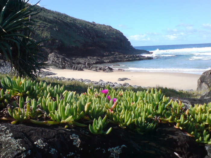 تاثیر نمک بر روی گیاهان ساحلی